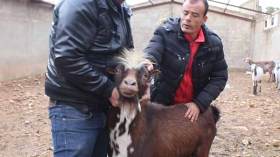 تيس “حلوب” يُداوي المرضى في غليزان؟!