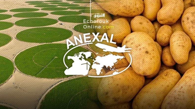 إسقاط البطاطا من قائمة المواد الممنوعة من التصدير.. ورخص لتمرير السلع نحو تونس!