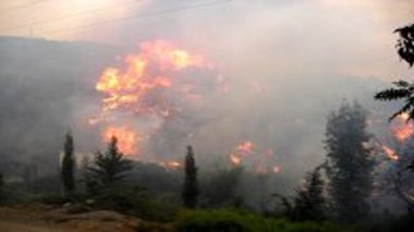 Plus de 11.000 hectares de forêts ravagés par le feu depuis le 1er juin (DGF)