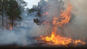 أبكتنا مشاهد الرماد بجبال قوراية.. وفلاحون دون تأمين يحصون خسائرهم