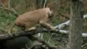 جواميس تنقض على أسد لم تسعفه الحيلة