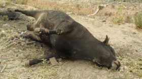 الحمى القلاعية تخلف هلعا وسط الموالين بسطيف