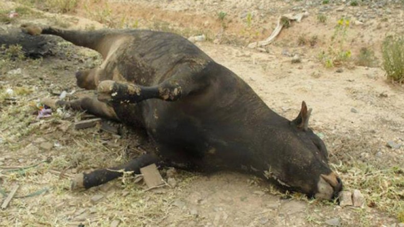 الحمى القلاعية تخلف هلعا وسط الموالين بسطيف