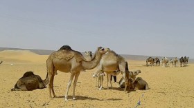 إبل منطقة الدويلات بالوادي “تستنجد” بالآبار التونسية