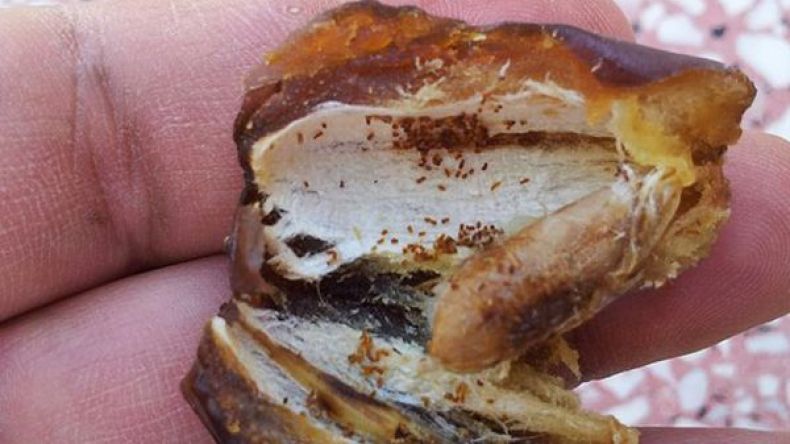 فلاحو الطيبات يطالبون بحملة وقائية ضد سوسة التمر