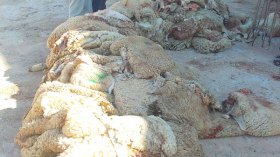 أئمة: جلود الأضاحي لا تباع ولا تشترى