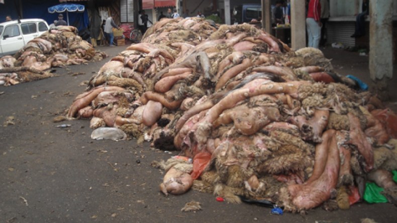 انطلاق أول حملة وطنية لجمع “هيدورة” العيد