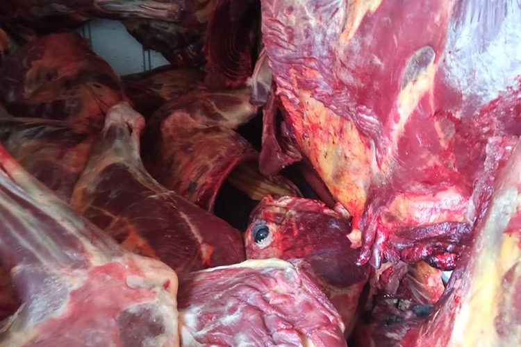 Batna: 1.8 tonnes de viande d’âne destinée à la consommation