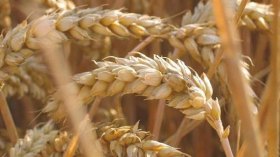 العدالة تنهي إضراب عمال تعاونية الحبوب بتيارت