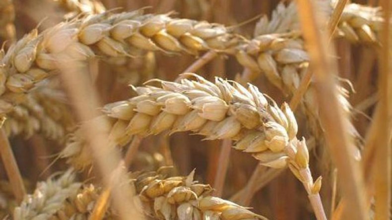 العدالة تنهي إضراب عمال تعاونية الحبوب بتيارت
