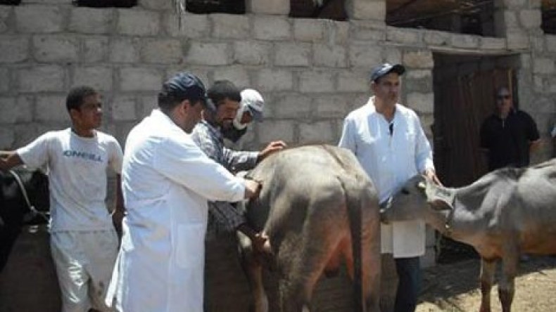 إجراء 450 ألف تحليل مخبري على الحيوانات والمنتجات الحيوانية خلال 2013