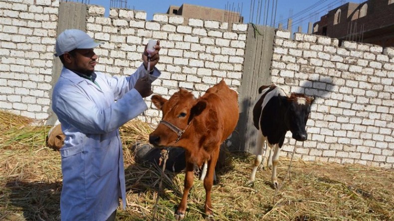 54 ألف جرعة للتلقيح ضد الحمى القلاعية والكلَب وسط المواشي بالبويرة