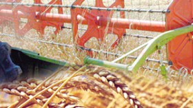 القمح الصلب بـ 4500 دينار، اللين بـ 3500 دينار والشعير بـ 2500 دينار للقنطار