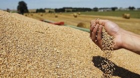 الجزائر تحتاط بمخزون استراتيجي من الحبوب