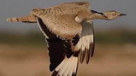 ‮”‬غزال‭ ‬الريم‮”‬‭ ‬و‮”‬طائر‭ ‬الحبار‮”‬‭ ‬مهددان‭ ‬بالانقراض‭ ‬في‭ ‬الجنوب‭ ‬