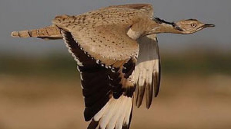 ‮”‬غزال‭ ‬الريم‮”‬‭ ‬و‮”‬طائر‭ ‬الحبار‮”‬‭ ‬مهددان‭ ‬بالانقراض‭ ‬في‭ ‬الجنوب‭ ‬