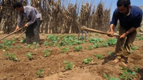 “التويزة” تقاوم العولمة وتؤكد صمودها وسط المجتمع الأوراسي