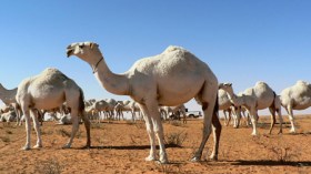 شبكة دولية لتهريب إبل الجزائر إلى إسرائيل