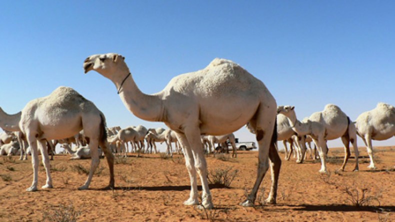شبكة دولية لتهريب إبل الجزائر إلى إسرائيل