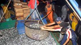 مراكب تستعمل شباكا محظورة لصيد السردين في فترة التكاثر