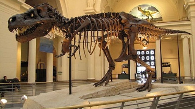 إكتشاف هيكل ديناصور على الحدود الجزائرية المغربية