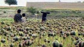 اكتشاف هكتارين لزراعة القنب الهندي بأدرار