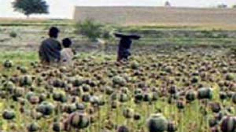 اكتشاف هكتارين لزراعة القنب الهندي بأدرار