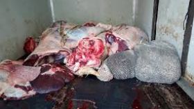 حجز 8 قناطير من الأحشاء الفاسدة في المسيلة