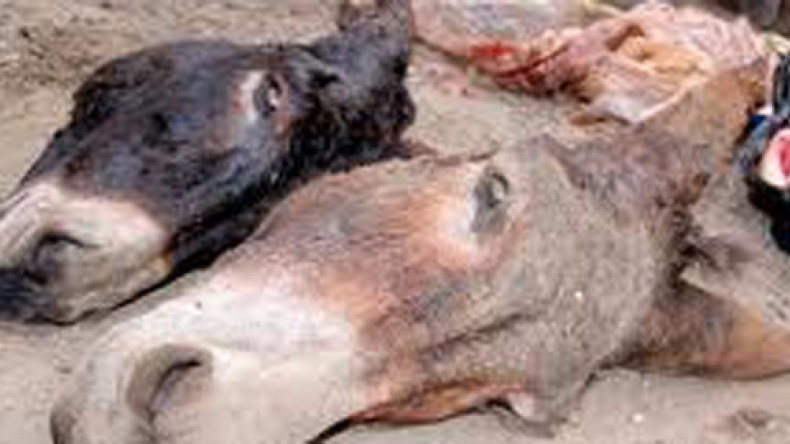 5‭ ‬سنوات‭ ‬لجزار‭ ‬كان‭ ‬يبيع‭ ‬لحم‭ ‬الحمير‭ ‬مفروما‭ ‬ببومرداس‭ ‬