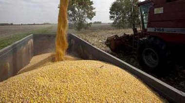 Blé: la facture des importations en hausse