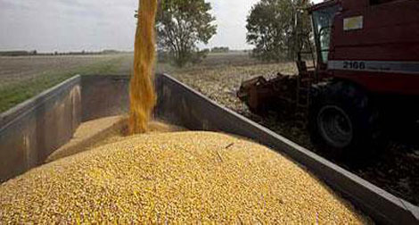 Blé: la facture des importations en hausse