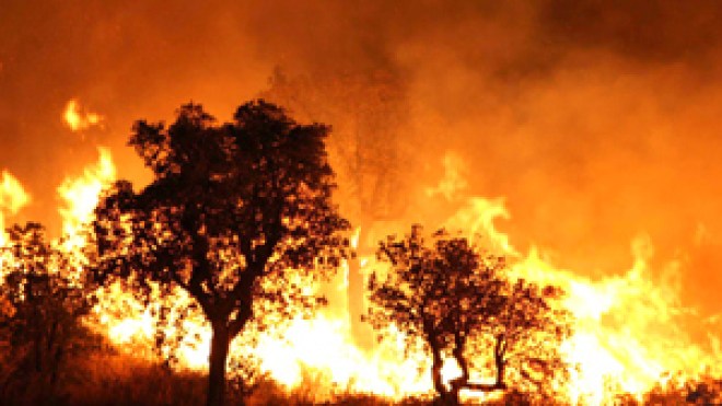 341 حريق يلتهم 3 آلاف هكتار وغرق 75 مصطافا