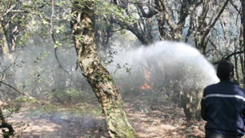 الإرهابيون يحرقون الغابات للإفلات من تمشيط وملاحقات الجيش