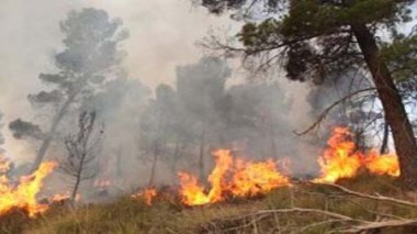 20.000 hectares de forêts ravagés par les feux depuis juin (DGF)