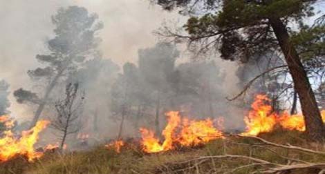 20.000 hectares de forêts ravagés par les feux depuis juin (DGF)