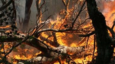 1154 incendies ont ravagé 10 milles hectares dans 37 wilayas