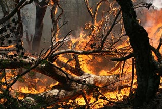 1154 incendies ont ravagé 10 milles hectares dans 37 wilayas