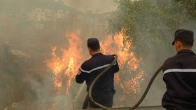 الحرائق تتسبّب في إتلاف 31 ألف شجرة مثمرة بالبويرة