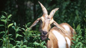 أنفلونزا الماعز وباء جديد لترويع البشر