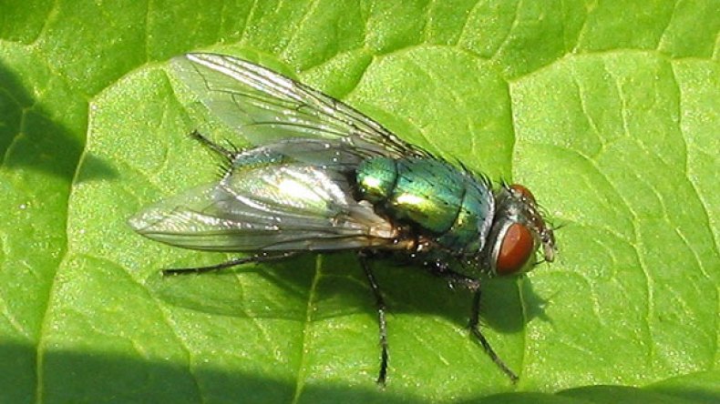 إخراج 120 يرقة من عيون وأذان امرأة