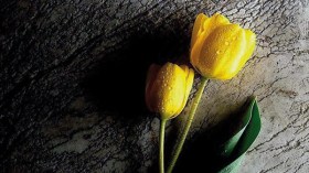 زهور تتفتح مع ارتفاع الأذان وتغلق عند انتهائه!