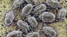 لماذا كان النبي صلى الله عليه وسلم ينفض فراشه قبل النوم؟