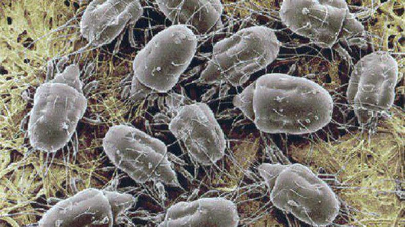 لماذا كان النبي صلى الله عليه وسلم ينفض فراشه قبل النوم؟