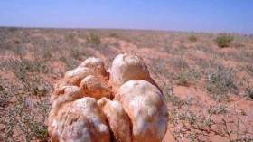 سعوديون وجزائريون في رحلات للبحث عن “الترفاس”