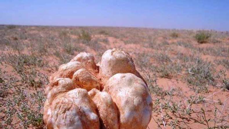 سعوديون وجزائريون في رحلات للبحث عن “الترفاس”