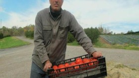 وظائف للجزائريين في الفلاحة وتربية الحيوانات وصناعة الخمور بإيطاليا!