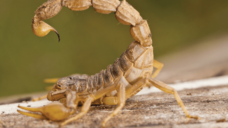 3  جرحى بينهم تلميذ تعرض للدغة عقرب في حادث مرور بميلة