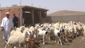 موّالو البويرة يدقون ناقوس الخطر من تفشي داء الحمى القلاعية وسط المواشي