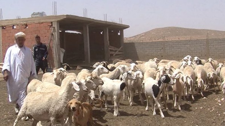 موّالو البويرة يدقون ناقوس الخطر من تفشي داء الحمى القلاعية وسط المواشي