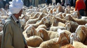 نفوق عدد كبير من رؤوس الماشية بمعسكر